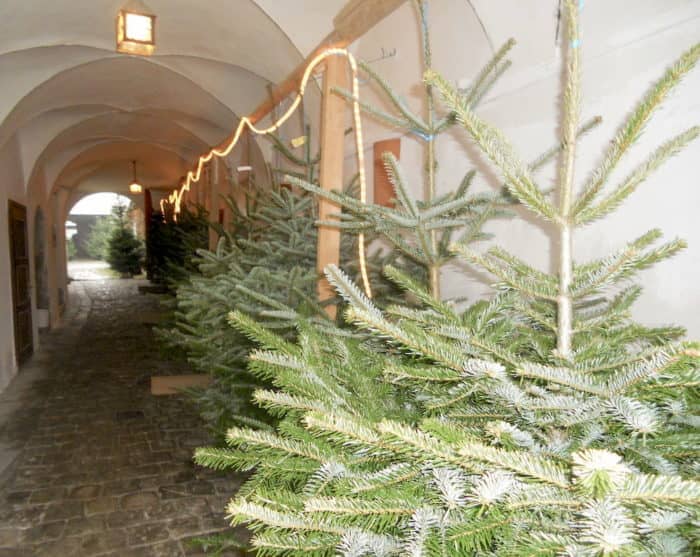 Christbaumverkauf am Kirchenplatz in Aschach an der Donau