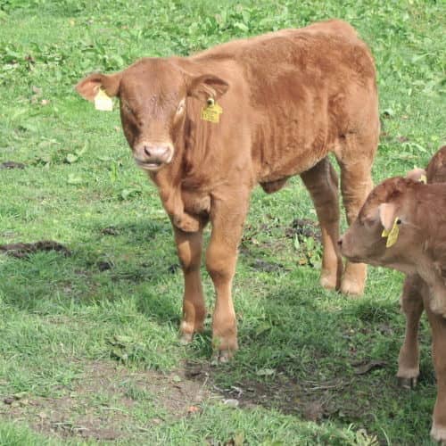 Besuchen Sie unseren Bio Bauernhof mit unseren glücklichen Tieren!