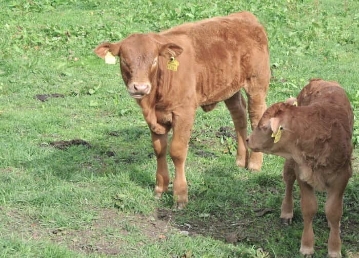 Besuchen Sie unseren Bio Bauernhof mit unseren glücklichen Tieren!