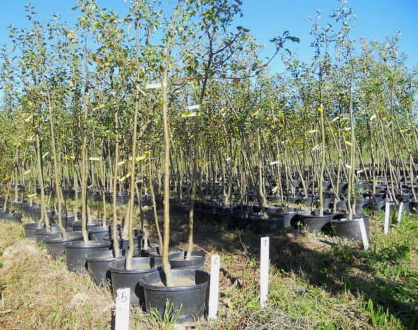 Baumschule Oberösterreich | Obstbäume finden am Arthofergut