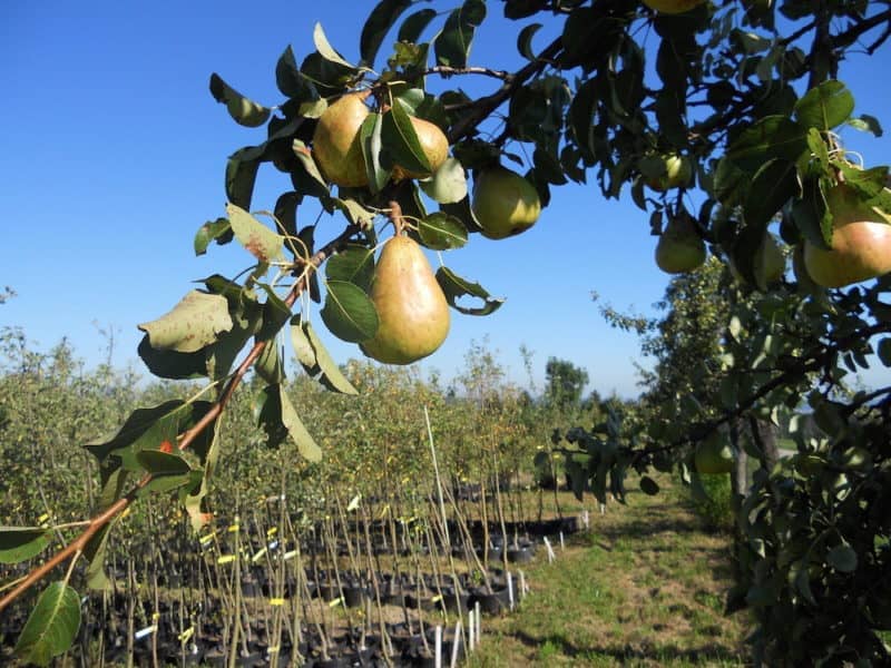 Mit unseren Obstbäumen haben Sie Früchte im eigenen Garten