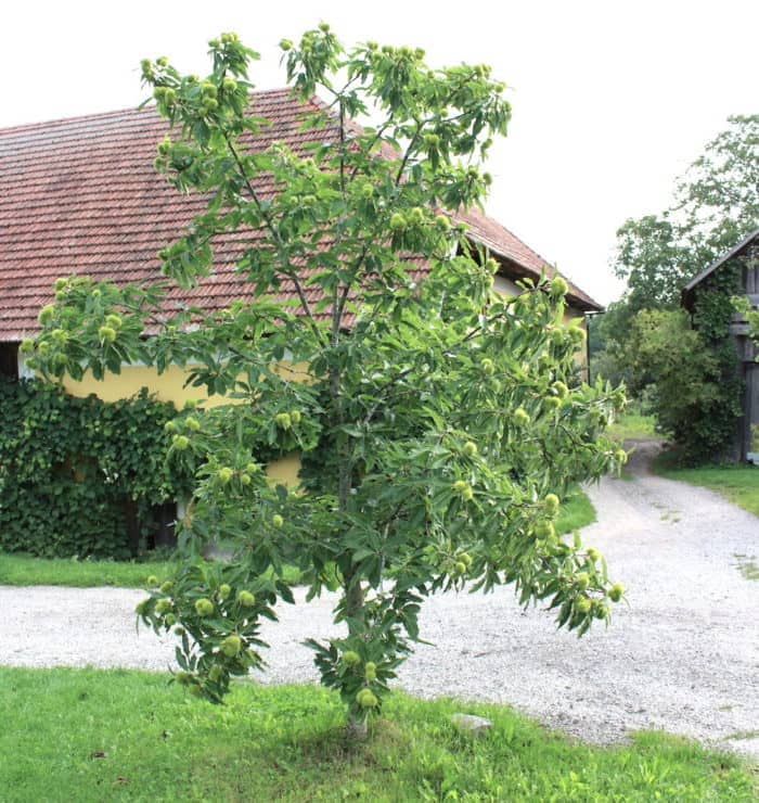 Finden Sie zahlreiche gesunde Produkte am Bio Bauernhof Oberösterreich!