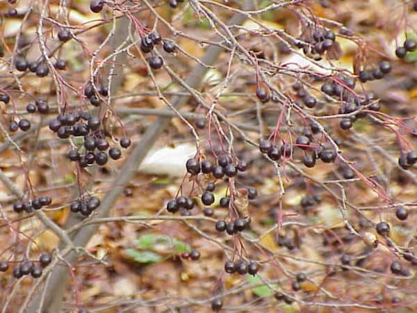 Aronia – Bild 3