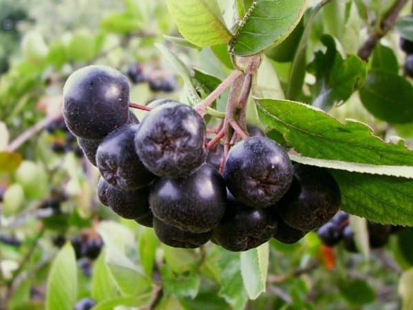 Aronia – Bild 4
