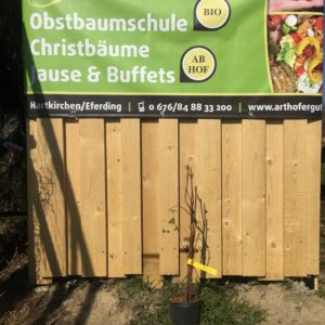 Himbeere