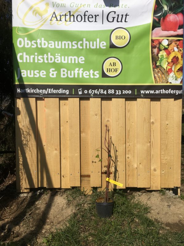 Himbeere