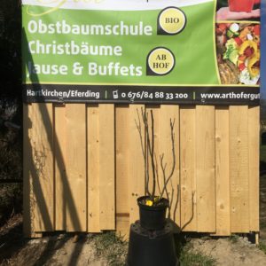 Ribisel (Johannisbeere)