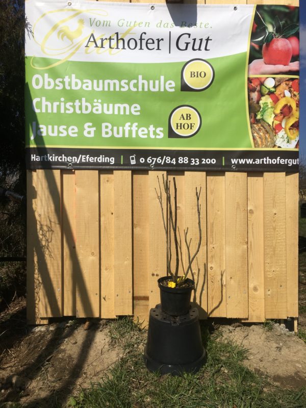 Ribisel (Johannisbeere)