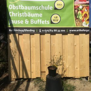 Stachelbeere