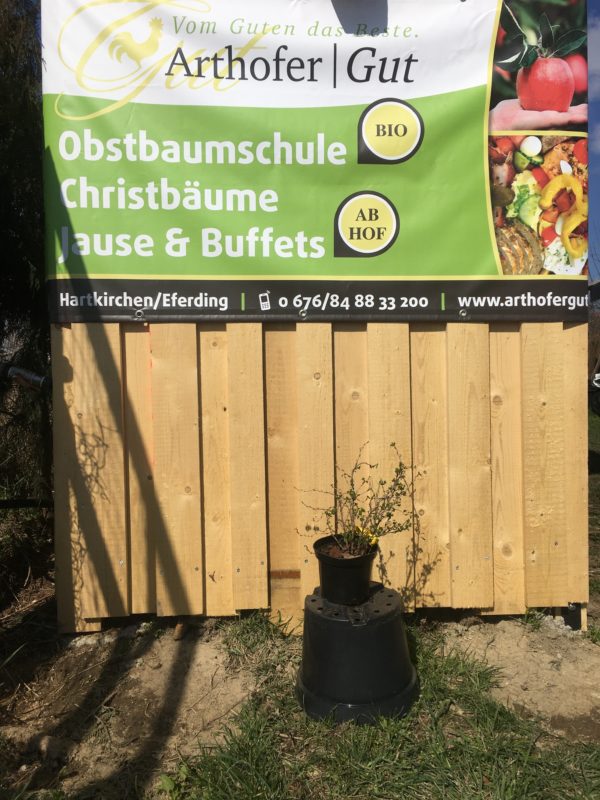 Stachelbeere